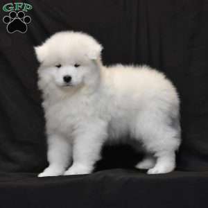 Abby, Samoyed Puppy